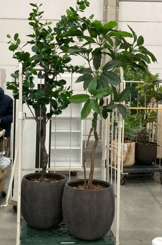 人口観葉植物(2点セット)