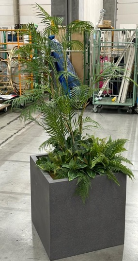 観葉植物